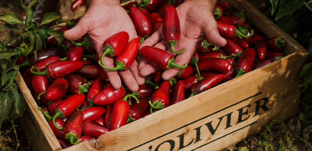 L’ORIGINE DES PIMENTS ET SON ÉPOPÉE