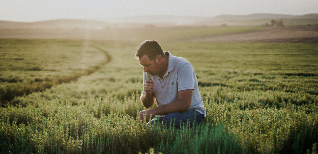 PLANTES AROMATIQUES, QUELLES SONT LEURS VERTUS ?