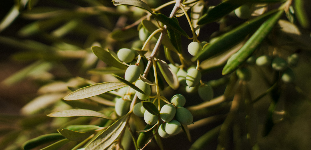 Comment bien conserver votre huile d'olive ? - La maison de l'huile d'olive